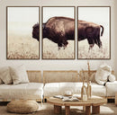 Bison in Field Wall Art Canvas Print For Farmhouse Barn