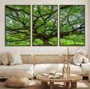 Ancient Tree Wall Art Canvas Print, Framed Sprawling by MyGreatCanvas | Canvas Wall Art Prints | Photo Prints & Wall Decor