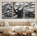 Ancient Oak Wall Art Canvas Print – Gnarled Tree Twisted by MyGreatCanvas | Canvas Wall Art Prints | Photo Prints & Wall Decor