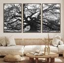 Ancient Oak Wall Art Canvas Print, Majestic Twisted Branches by MyGreatCanvas | Canvas Wall Art Prints | Photo Prints & Wall Decor