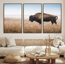 Wild Bison Wall Art – Framed Prairie Landscape Canvas by MyGreatCanvas | Canvas Wall Art Prints | Photo Prints & Wall Decor