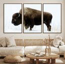Bison Wall Art Canvas Print – Framed Western Wildlife