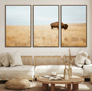 Buffalo Wall Art Canvas Print – Framed Western Wildlife by MyGreatCanvas | Canvas Wall Art Prints | Photo Prints & Wall Decor