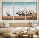 Elk Herd Wall Art Canvas Print – Framed Wildlife Photography