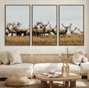 Elk Herd Wall Art Canvas Print – Framed Wildlife Photography
