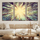 Tree and Sunshine Canvas Print
