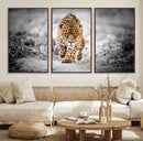 Jaguar Wall Art Canvas Print - Majestic Big Cat in Focused by MyGreatCanvas | Canvas Wall Art Prints | Photo Prints & Wall Decor