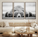 Resting Grizzly Bear Wall Art Canvas Print – Majestic Lazy by MyGreatCanvas | Canvas Wall Art Prints | Photo Prints & Wall Decor