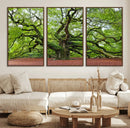 Framed Angel Oak Tree Wall Art - 3-Panel Canvas Prints,
