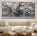 Black White Angel Oak Tree Wall Art - Timeless