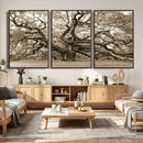 Sepia Framed Angel Oak Tree Wall Art - 3-Panel Canvas