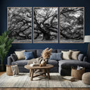 Black and White Old Angel Oak Tree Wall Art Canvas Print