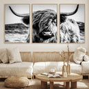 Black and White Scottish Cow Canvas Wall Art Highland Cattle