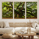 Angel Oak Tree Wall Art Canvas Print | Forest Tree Nature