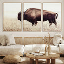 Bison in Field Wall Art Canvas Print For Farmhouse Barn