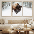 Bison Wall Art Canvas Print For Farmhouse, Animal Canvas