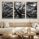 Black and White Old Angel Oak Tree Wall Art Canvas Print
