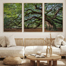 Historic Tree Wall Art – Framed Mossy Branch Canvas Artwork, by MyGreatCanvas | Canvas Wall Art Prints | Photo Prints & Wall Decor