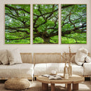 Ancient Tree Wall Art Canvas Print, Framed Sprawling by MyGreatCanvas | Canvas Wall Art Prints | Photo Prints & Wall Decor