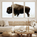 Bison Wall Art Canvas Print – Framed Western Wildlife by MyGreatCanvas | Canvas Wall Art Prints | Photo Prints & Wall Decor