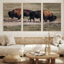 Bison Wall Art Canvas Print – Framed Western Wildlife Modern by MyGreatCanvas | Canvas Wall Art Prints | Photo Prints & Wall Decor