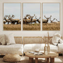 Elk Herd Wall Art Canvas Print – Framed Wildlife Photography