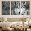 Wild Wolf Blue Eye Wall Art Canvas Print