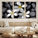 Plumeria Frangipani Black Stone Canvas | White Flower Spa by MyGreatCanvas | Canvas Wall Art Prints | Photo Prints & Wall Decor