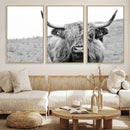 Newfoundland Cow Art Wall Art, Black White Cow Art Wall Art