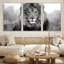 Black and White Lion Canvas Wall Art – Animal Print Artwork
