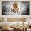 Jaguar Wall Art Canvas Print - Majestic Big Cat in Focused by MyGreatCanvas | Canvas Wall Art Prints | Photo Prints & Wall Decor