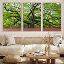 Framed Angel Oak Tree Wall Art - 3-Panel Canvas Prints,