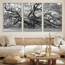 Black White Angel Oak Tree Wall Art - Timeless
