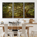 Ancient Angel Oak Tree Art Sunburst Canvas Print-