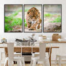 Leopard on the Prowl - Stunning Large Framed Leopard Wall by MyGreatCanvas | Canvas Wall Art Prints | Photo Prints & Wall Decor