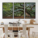 Historic Tree Wall Art – Framed Mossy Branch Canvas Artwork, by MyGreatCanvas | Canvas Wall Art Prints | Photo Prints & Wall Decor