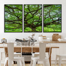 Ancient Tree Wall Art Canvas Print, Framed Sprawling by MyGreatCanvas | Canvas Wall Art Prints | Photo Prints & Wall Decor