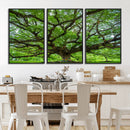 Oak Tree Wall Art Print, Forest Canvas Wall Art for Home and by MyGreatCanvas | Canvas Wall Art Prints | Photo Prints & Wall Decor