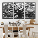Ancient Oak Wall Art Canvas Print – Gnarled Tree Twisted