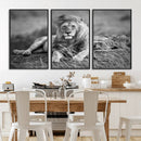 King Forest Lion Wall Art Canvas Print – Framed Majestic by MyGreatCanvas | Canvas Wall Art Prints | Photo Prints & Wall Decor