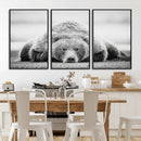 Resting Grizzly Bear Wall Art Canvas Print – Majestic Lazy by MyGreatCanvas | Canvas Wall Art Prints | Photo Prints & Wall Decor