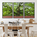 Framed Angel Oak Tree Wall Art - 3-Panel Canvas Prints,