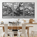 Black White Angel Oak Tree Wall Art - Timeless