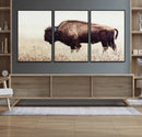 Bison in Field Wall Art Canvas Print For Farmhouse Barn