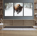 Bison Wall Art Canvas Print For Farmhouse, Animal Canvas
