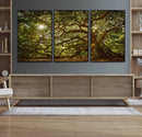 Ancient Angel Oak Tree Art Sunburst Canvas Print- by MyGreatCanvas | Canvas Wall Art Prints | Photo Prints & Wall Decor