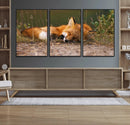 Sleeping Fox Wall Art Canvas Print, Farmhouse Wall Decor and