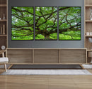 Angel Oak Tree Wall Art Canvas Print – Framed Majestic
