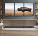 Wild Bison Wall Art – Framed Prairie Landscape Canvas by MyGreatCanvas | Canvas Wall Art Prints | Photo Prints & Wall Decor