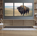 Bison Wall Art Canvas Print – Framed Buffalo American Bison